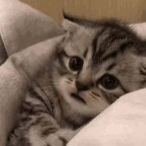 免费看裸体🔞🔞🔞吃胸
